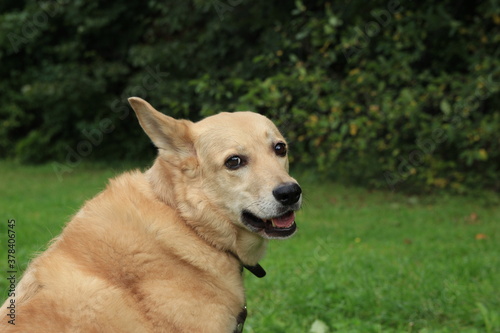 Cute dog in the green grass. dog's head 