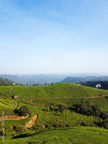 Landscape photo of tea garden at Munnar, Kerala, with blue sky and green wave of tea plantation on mountain slope