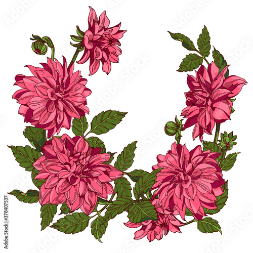 pink dahlias wreath vector illustration hand drawing