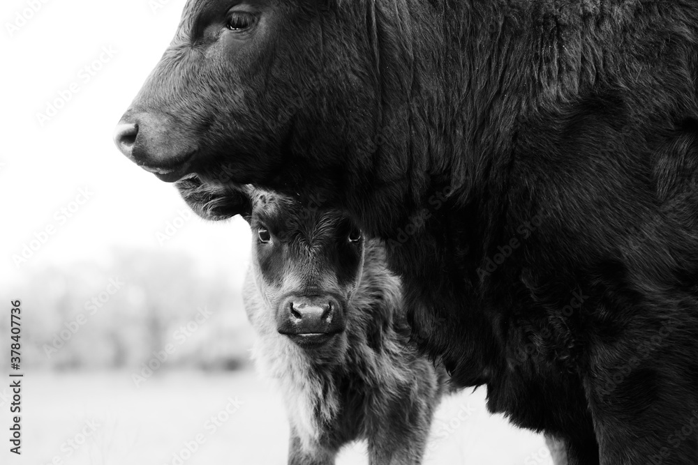 Black Angus calves close up on beef farm, baby cow hiding. Black Angus calves close up on beef farm, baby cow hiding.
