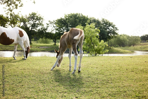 Foal colt with paint mare mom grazing during spring season on farm in Texas landscape.