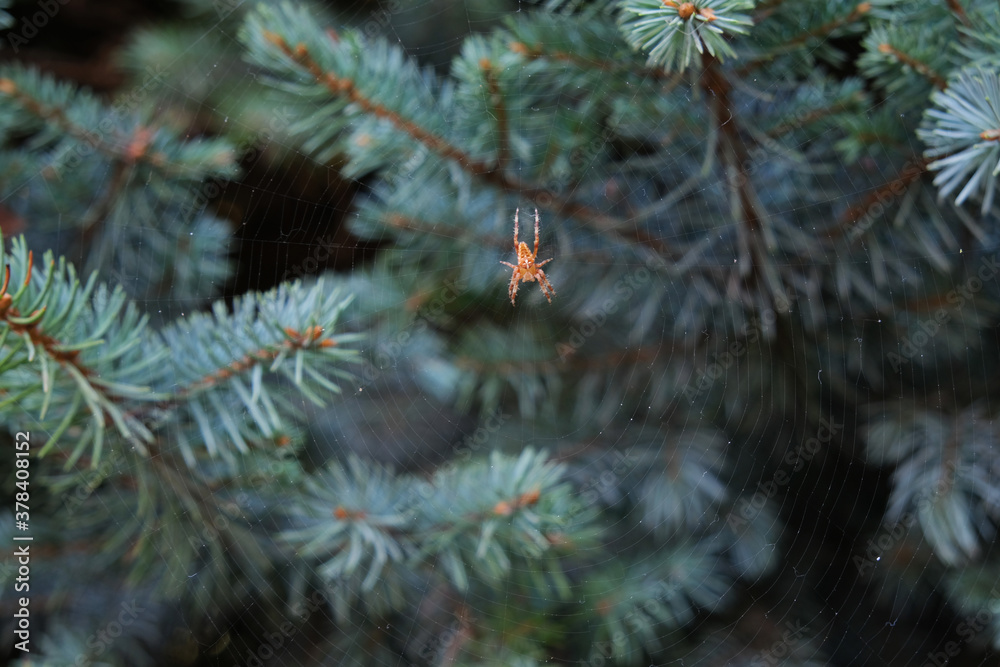 There is a spider web with a spider between the branches of the Christmas tree.
