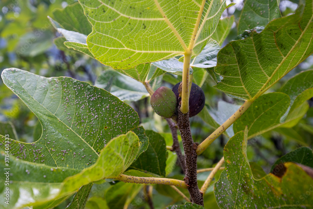 ripe fig ready to be harvested
