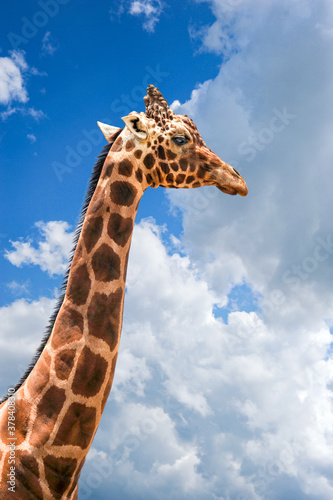 A very tall giraffe stands with his head in the clouds and patches of blue sky. © Guntherize