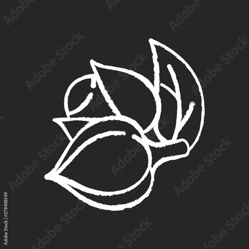 Guarana chalk white icon on black background. Organic stimulant. Tropical plant. Supplement ingredient for energy drink. Herbal additive for nourishment. Isolated vector chalkboard illustration