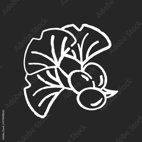 Ginkgo biloba chalk white icon on black background. Natural herbal ingredient. Japanese plant leaf and bean. Alternative medicinal additive for energy drink. Isolated vector chalkboard illustration