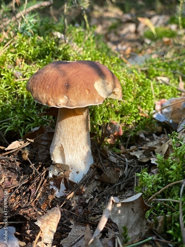 mushroom in the forest, boletus ,Poland