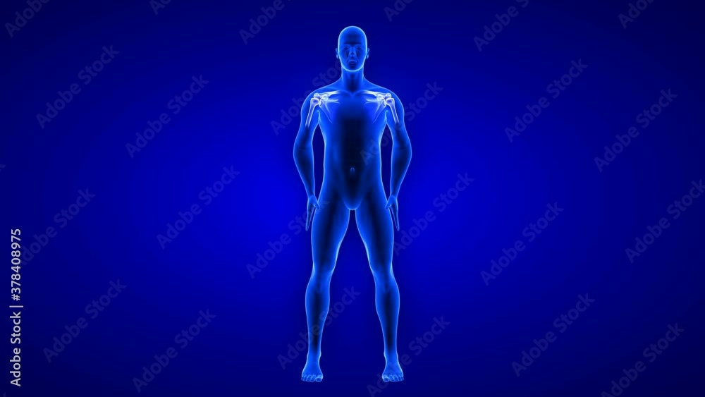 Shoulders Pain animation. Blue Human Anatomy Body 3D Scan render - seamless loop on blue background Shoulders Pain animation. Blue Human Anatomy Body 3D Scan render - seamless loop on blue background