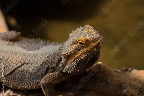 Close up of iguana.