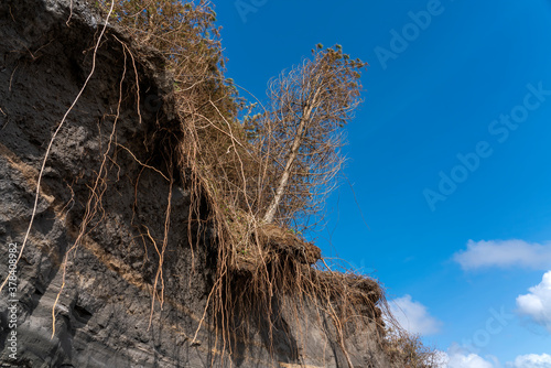 Coastal erosion at the eroded beach coast at Burry Port causing environmental damage to the pine trees on the cliff  face coastline Carmarthenshire Wales UK stock photo image