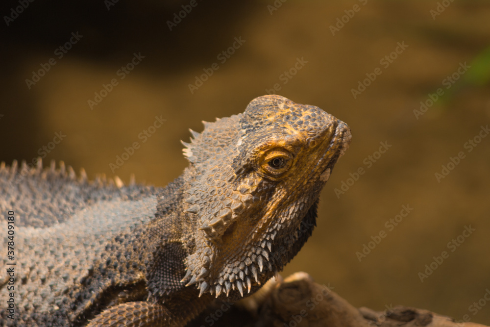 Obraz premium iguana on a tree.