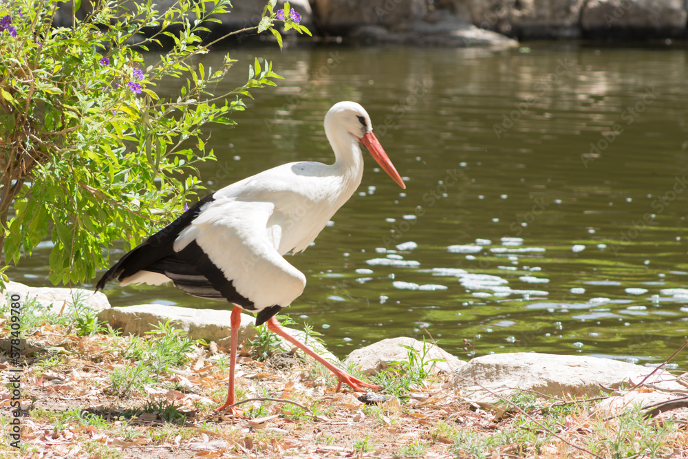 Fototapeta premium White stork ciconia.