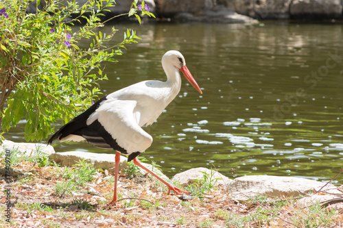 White stork ciconia.