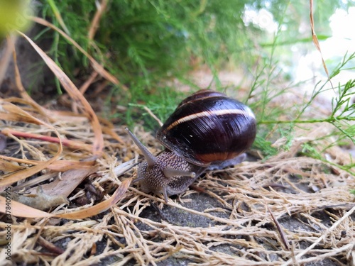 Snail crawling along a path next to wet grass. Close up of the snail taken from side view. Snail has some grass stuck to its shell.