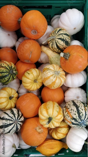 Colorful tiny pumpkins and gourds