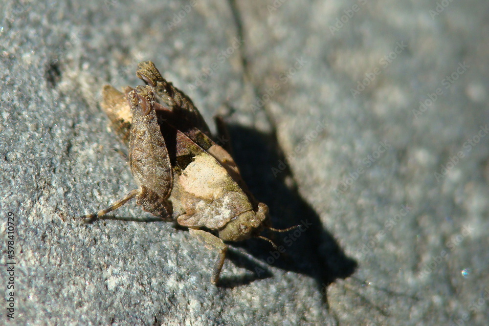 Grasshopper (Tetrix nodulosa) Grasshopper (Tetrix nodulosa)