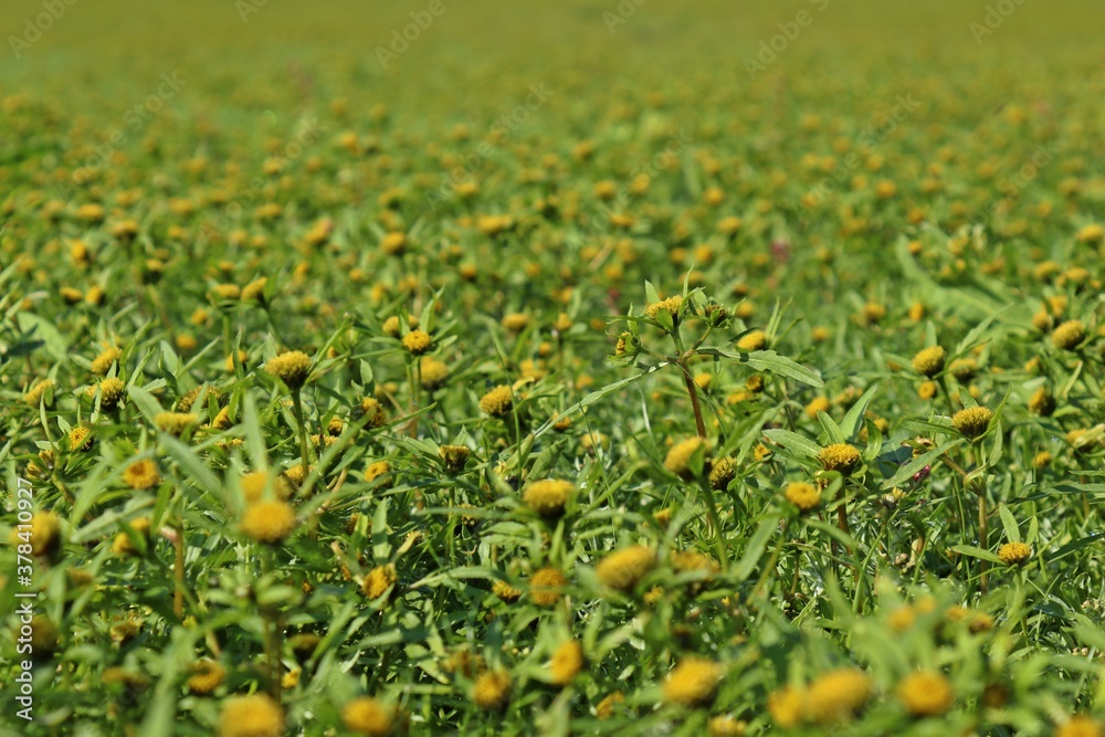 Strahliger Zweizahn (Bidens radiata) auf dem trockengefallenen Grund des Edersees. Strahliger Zweizahn (Bidens radiata) auf dem trockengefallenen Grund des Edersees.
