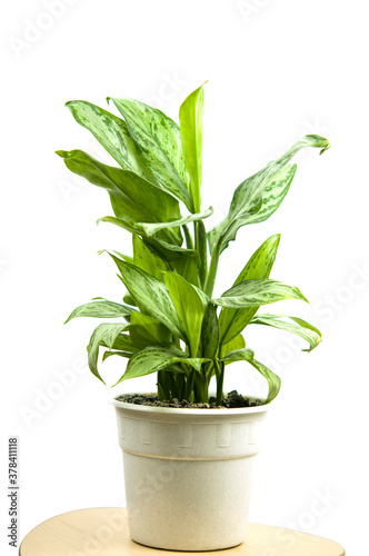 Dieffenbachia blunt reeds are planted in a white pot
