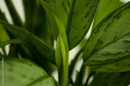 green leaves of the dieffenbachia houseplant