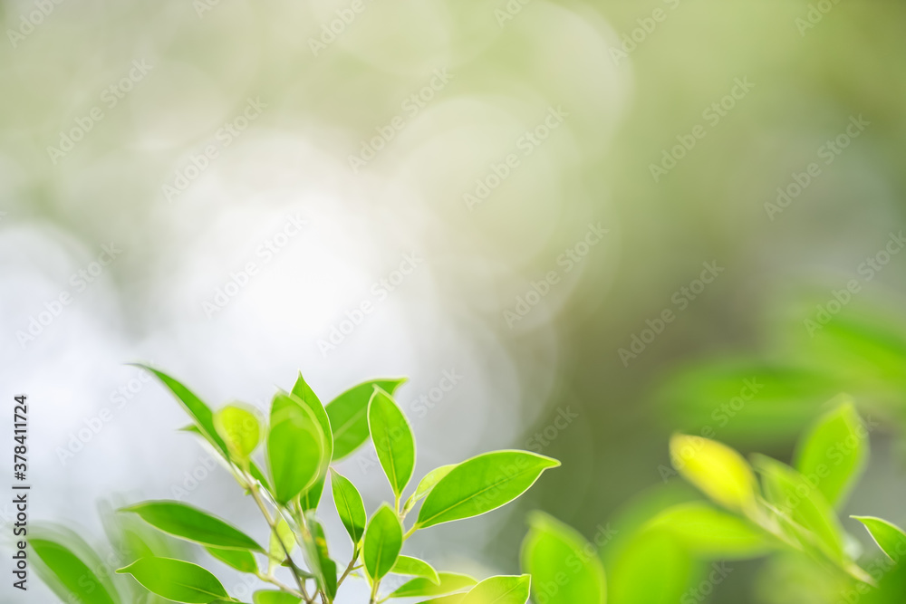 Closeup beautiful attractive nature view of green leaf on blurred greenery background in garden with copy space using as background natural green plants landscape, ecology, fresh wallpaper concept. Closeup beautiful attractive nature view of green leaf on blurred greenery background in garden with copy space using as background natural green plants landscape, ecology, fresh wallpaper concept.