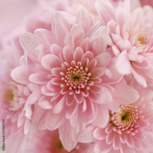 Closeup of beautiful nature pink flower with white background and copy space using as background natural plants landscape, ecology cover and wallpaper page concept. © Montri Thipsorn