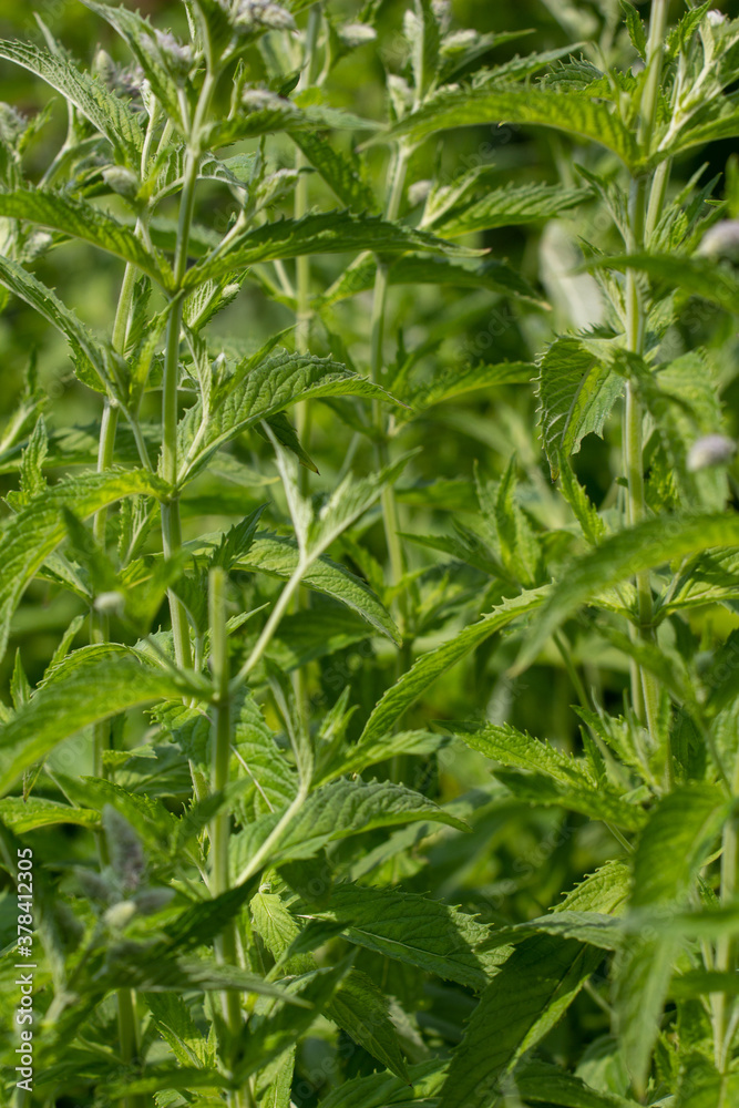 Menthe plant, Green mint leaves Menthe plant, Green mint leaves
