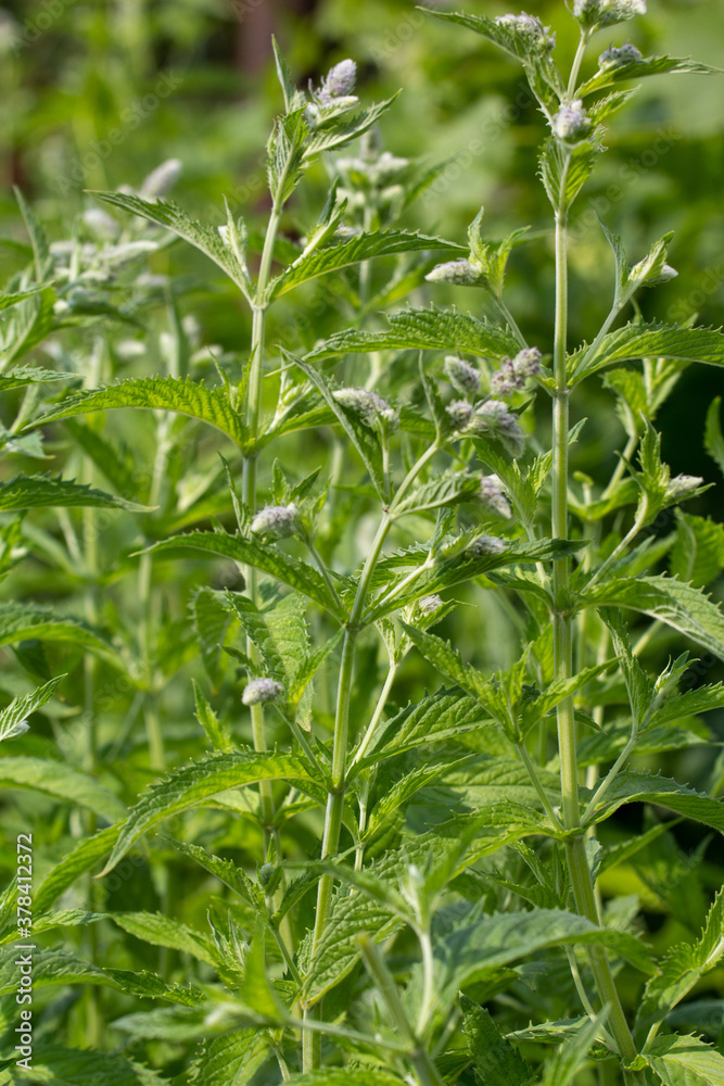 Green Mint Plant Grow Background