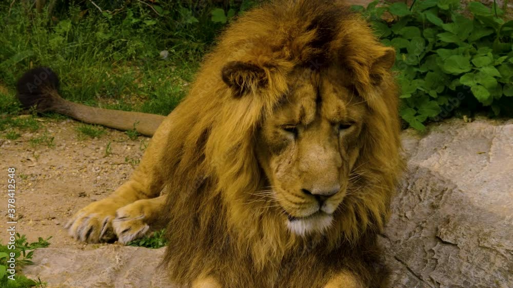Close up of a Lion laying down and relaxing in summer. Close up of a Lion laying down and relaxing in summer.