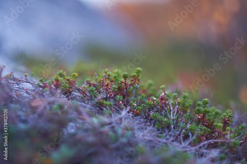lavender field in spring © Maxim Roshchin