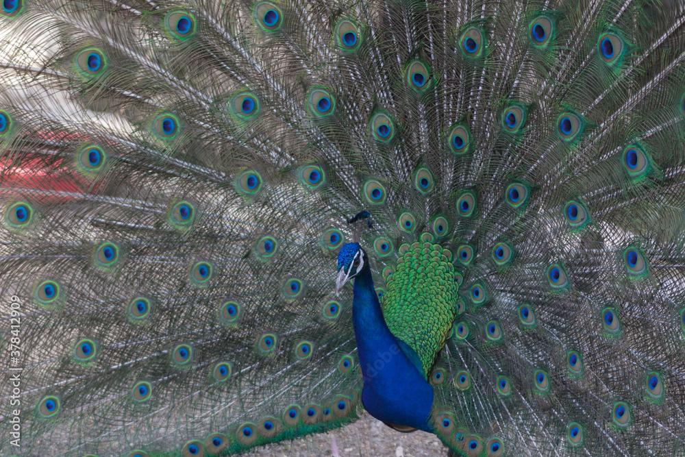Naklejka premium Peacock with feathers.