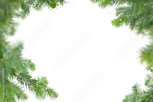 Evergreen tree branches isolated on white background