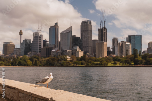 Canvas Print Seagull in sydney bay with the city skyline in the background