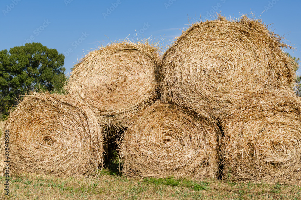 Five haystacks are stacked in one huge stack which located on the field after harvesting. Sunny day, clean blue cloudless sky and some trees on the background. Five haystacks are stacked in one huge stack which located on the field after harvesting. Sunny day, clean blue cloudless sky and some trees on the background.