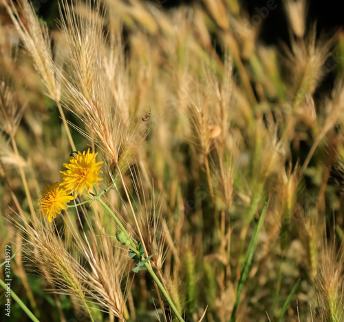 Detail of spikelets and dandelions