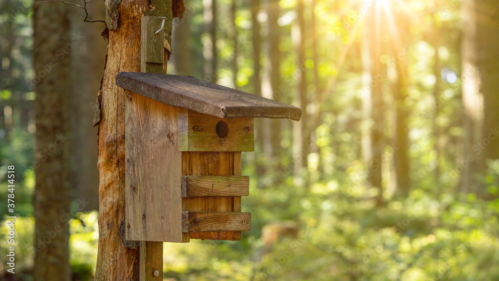 Forest landscape background - Birdhouse / nesting box on the tree trunk in the Black forest, illuminated by the sun Forest landscape background - Birdhouse / nesting box on the tree trunk in the Black forest, illuminated by the sun