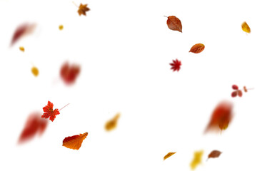 Bright autumn falling leaves on white background