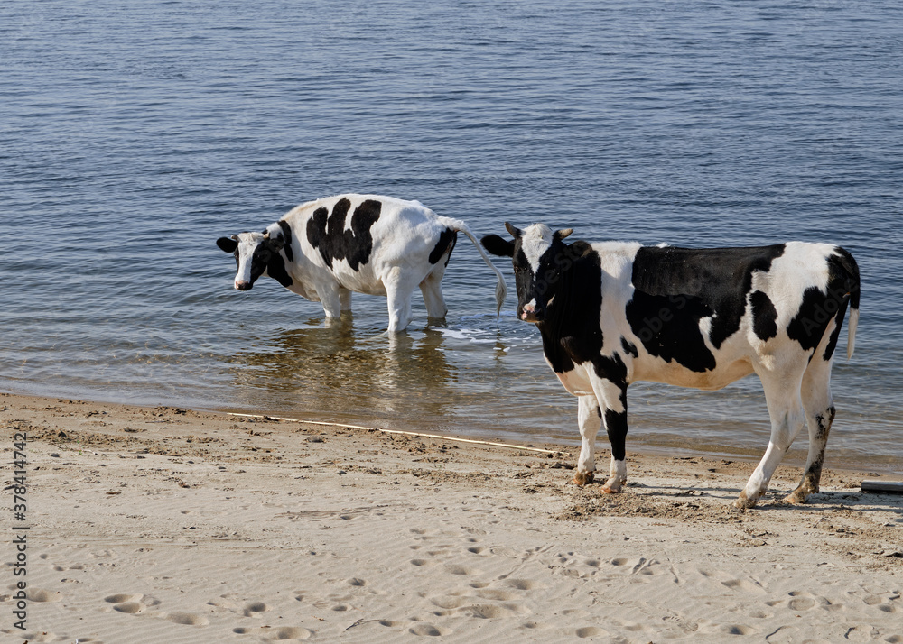 The cow was caught by surprise. Cows walk along the river bank.