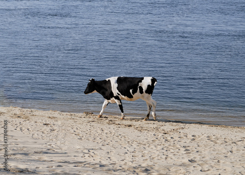The cow was caught by surprise. Cows walk along the river bank.