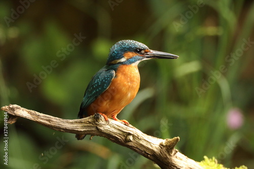 Common Kingfisher (Alcedo atthis), Eurasian kingfisher Germany