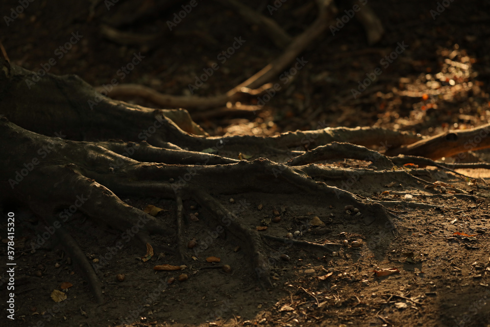 Fototapeta premium soil and roots