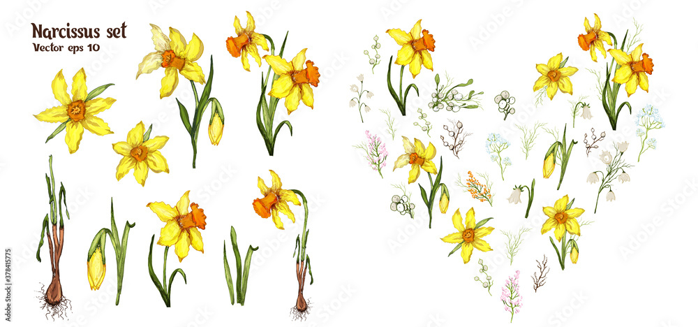 Narcissus spring set. realistic, hand-drawn doodling elements, bouquets. modern flowers for advertising, Wallpaper, paper, decor, postcard, invitation
