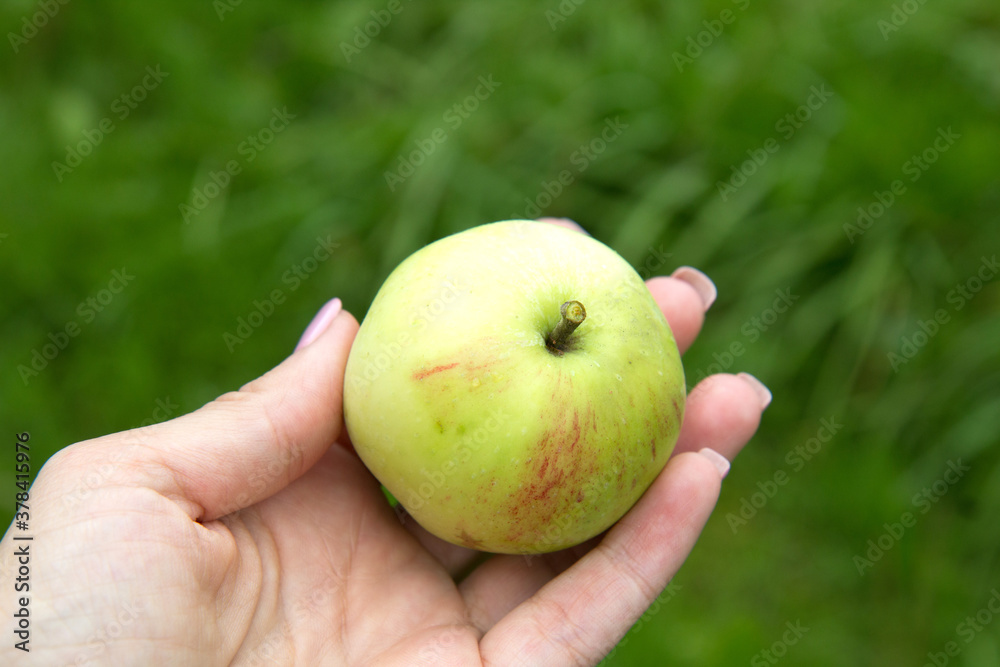 A woman's hand holds a yellow-green apple against a background of greenery. The harvest is ripe. A woman's hand holds a yellow-green apple against a background of greenery. The harvest is ripe.