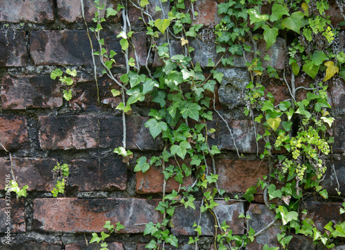 Horizontal picture of a red brick wall with green ivy leaves for background.