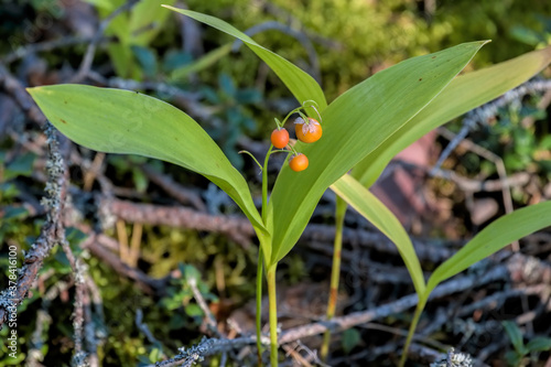 Close-up view of poisonous red-orange fruits or berries of woodland flowering plant Lily of the Valley, Convallaria majalis