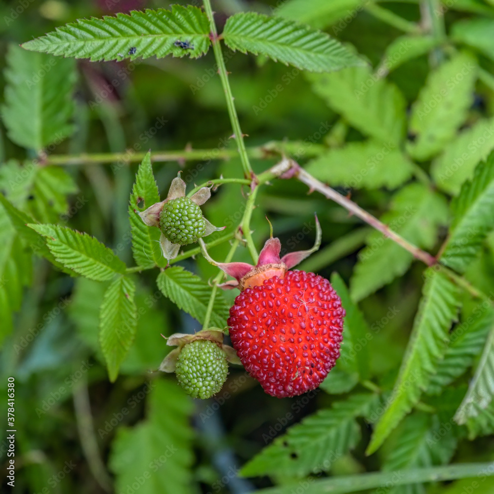 Ripe and unripe berries on shrub of Rubus illecebrosus. Common names include balloon berry and strawberry raspberry. Ripe and unripe berries on shrub of Rubus illecebrosus. Common names include balloon berry and strawberry raspberry.