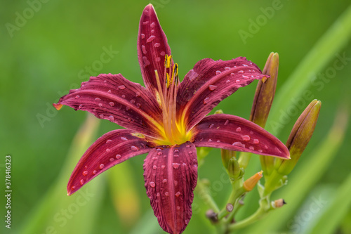 Colorful big pink-red with yellow center trumpet lily flower with raindrops after rain in the summer garden