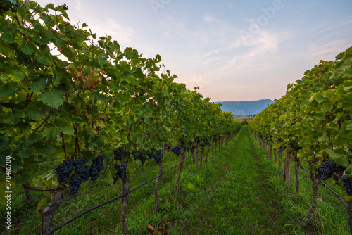 Ripe grapes in the Italian South Tyrol ready to pick.