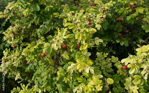 Natural background autumn rosehip Bush with  yellow berries. Warm and Sunny autumn day