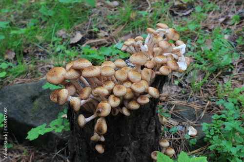 mushrooms on the tree