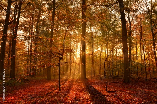 Stunning sunrise in the forest in autumn, with glowing rays of light through the foliage
